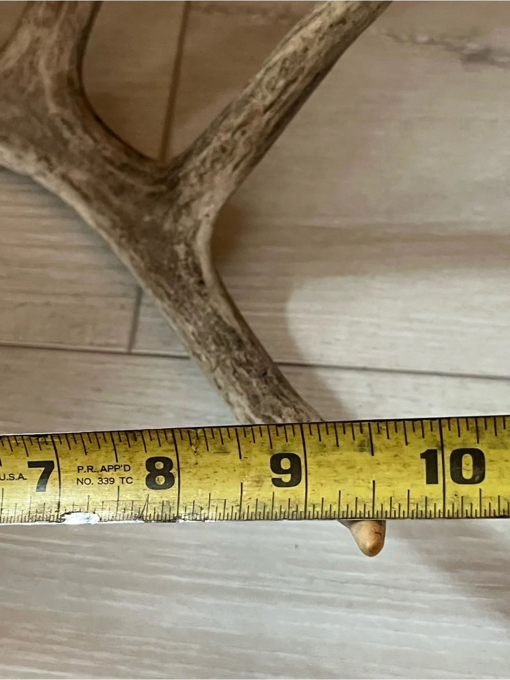 Natural Brown and Cream Deer Antler Wall Accent